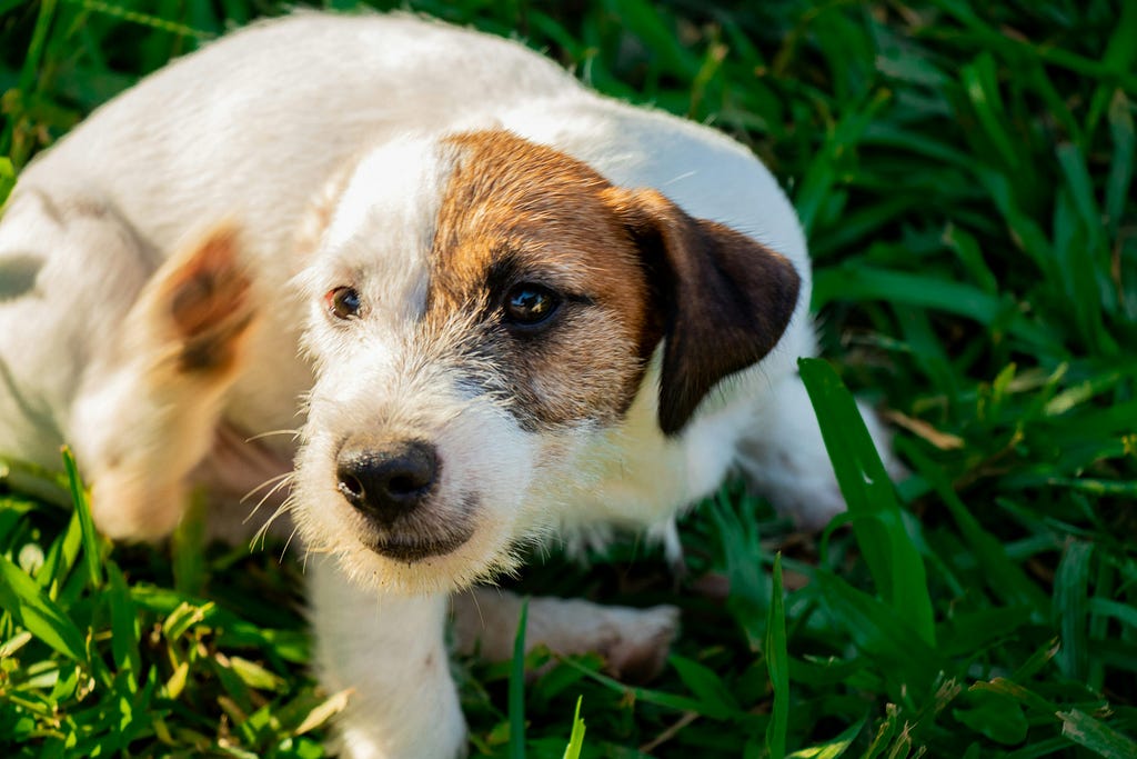 Spring Parasite Protection for Pets: What Every Owner Needs to Do Right Now