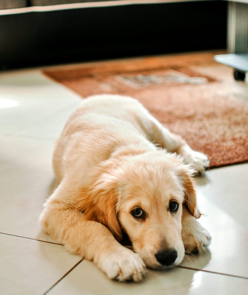 Parvovirus in Dogs: Early Warning Signs Every Owner Must Know