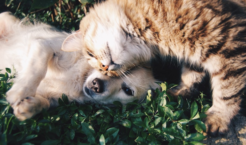 Why Your Pet Needs a Recovery Suit After Surgery — A Vet Student's Guide