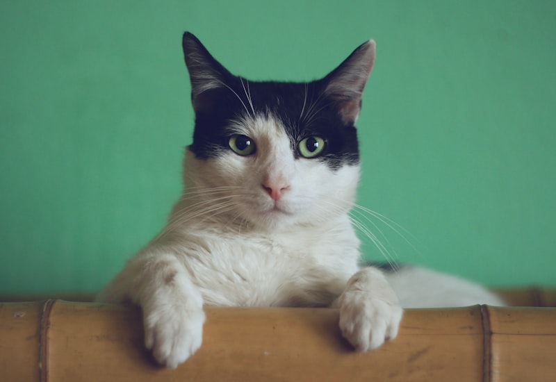 Parvovirus in Kittens: Early Warning Signs Every Cat Owner Must Know